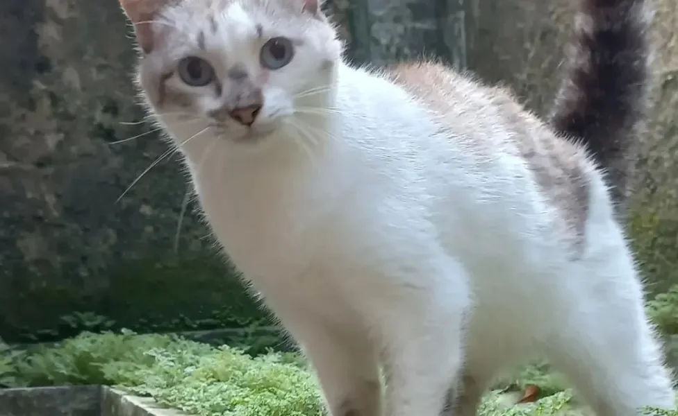 Gatinho branco e cinza em pé encarando a câmera