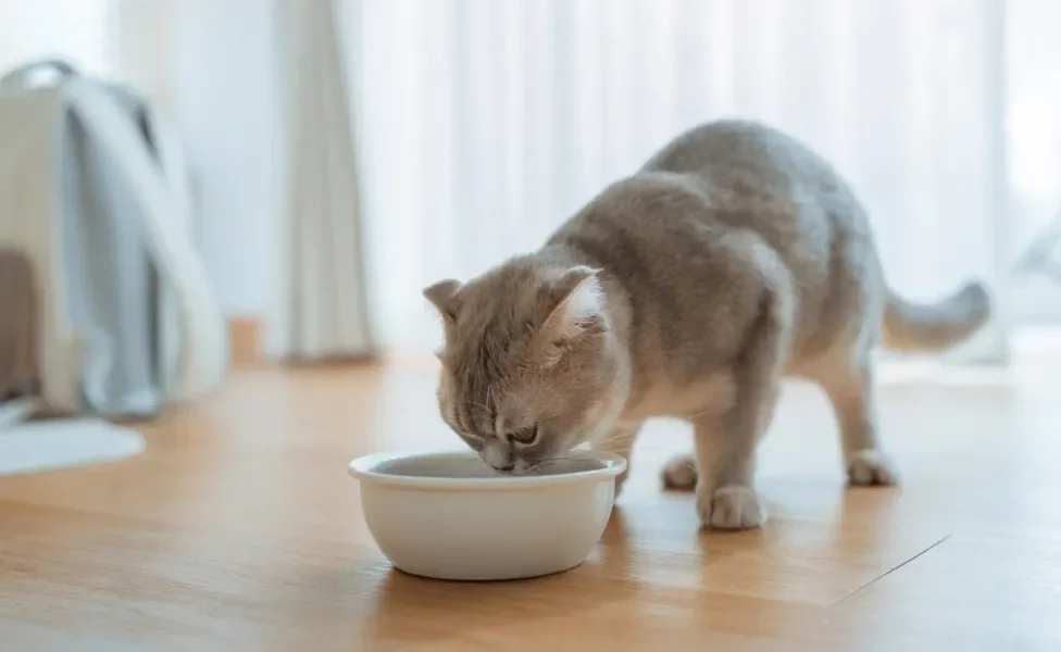 gato cinza comendo ração para gatos em comedouro