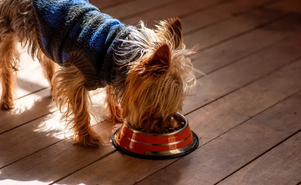 cão comendo ração para cachorro