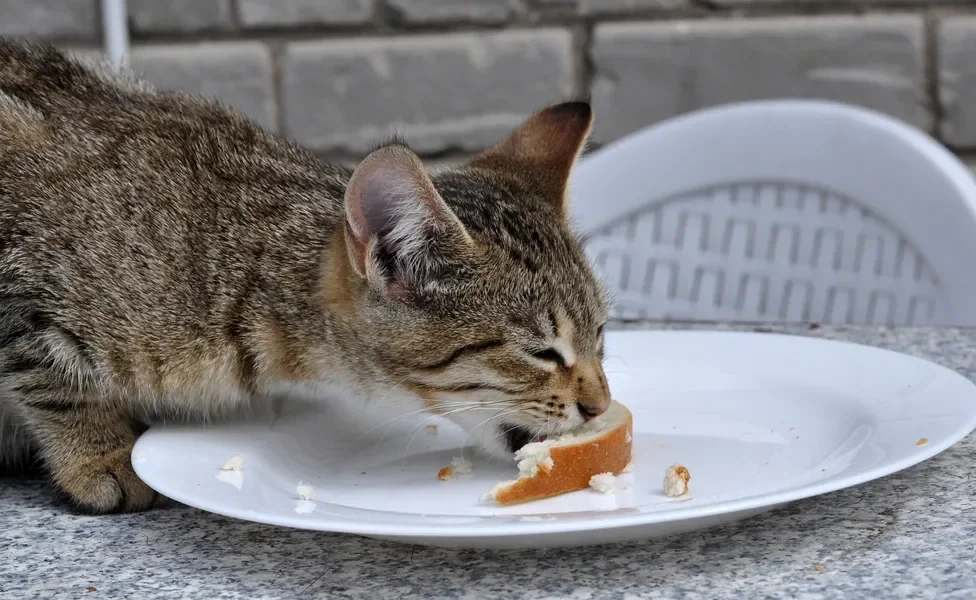 gato comendo pão