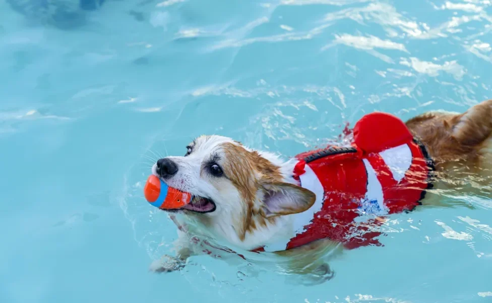 Corgi nadando de colete na piscina