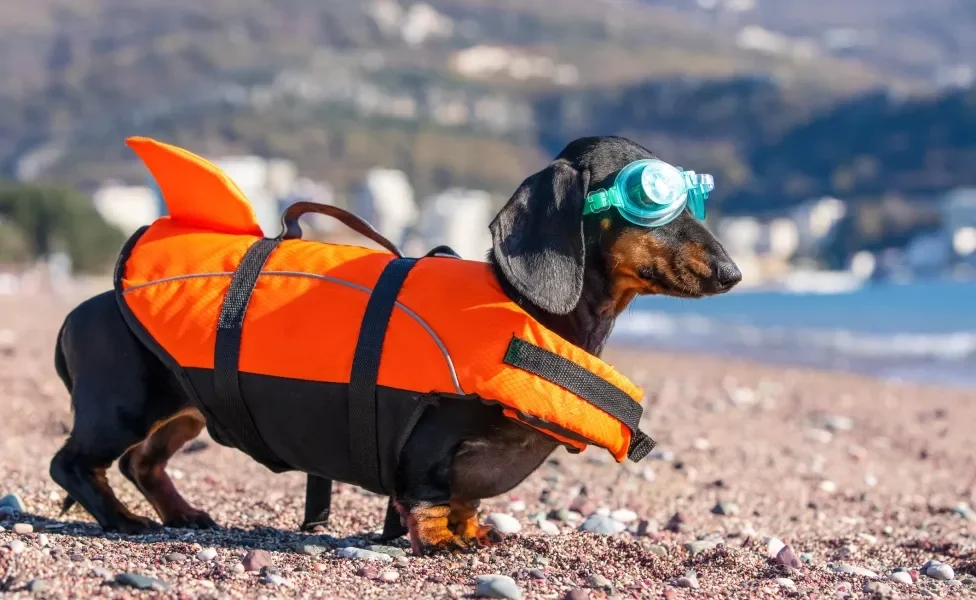 Dachshund na praia usando colete salva vidas