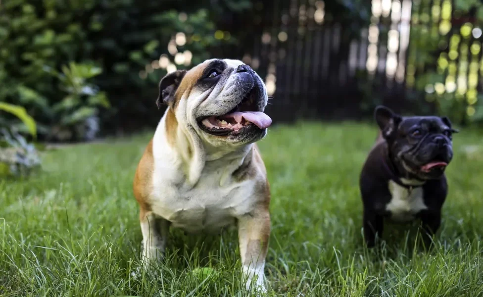 Cachorro da raça Bulldog Inglês e Bulldog Francês lado a lado na grama