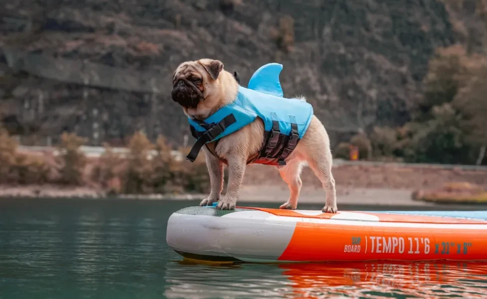 Pug de colete em cima de prancha no mar