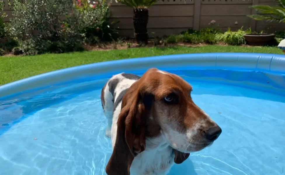 Basset Hound em pé em piscina raza