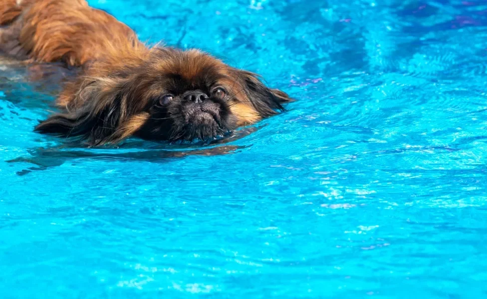 Pequinês nadando em piscina