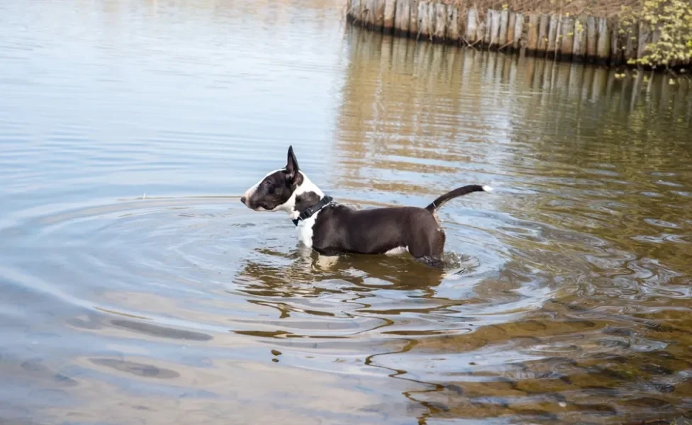 Bull Terrier dentro de lago em pé