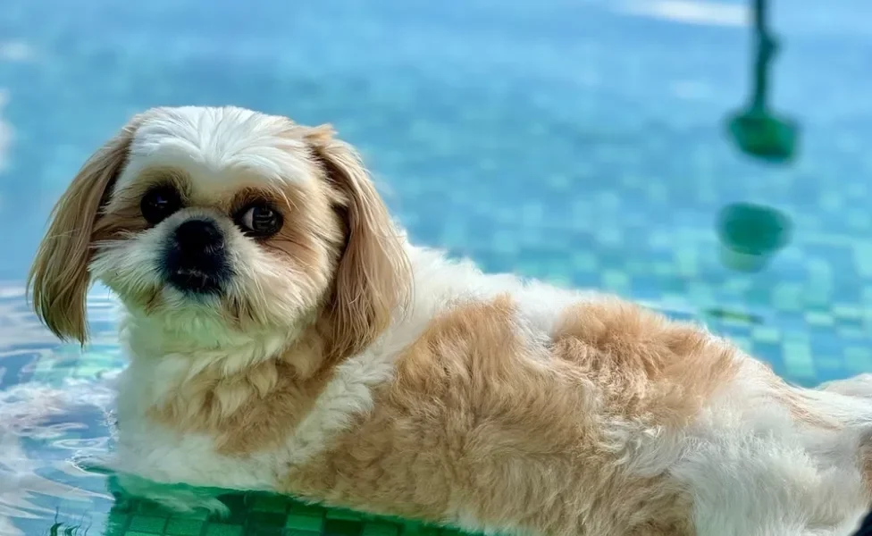 Shih Tzu deitado dentro de piscina raza