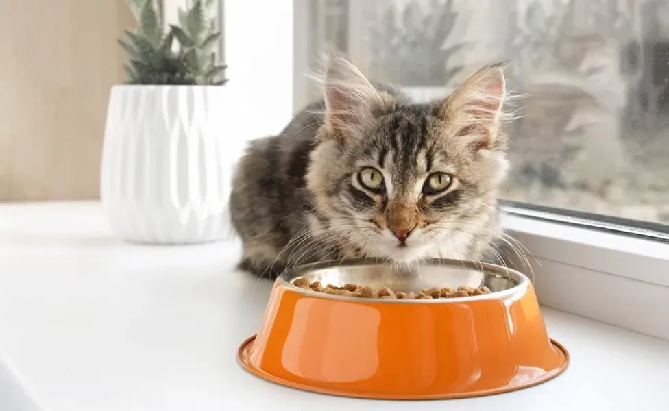 gato comendo ração