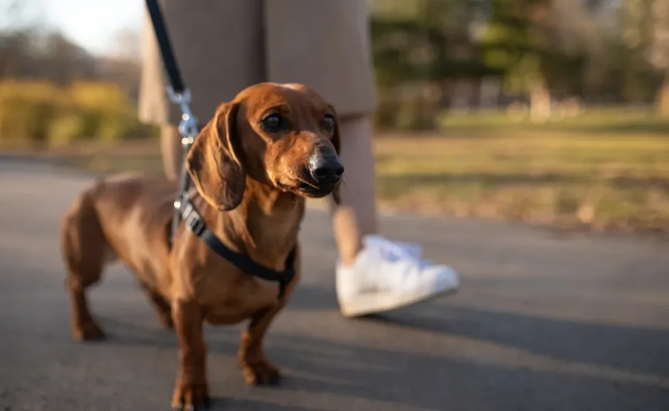 Dachshund passeando de coleira