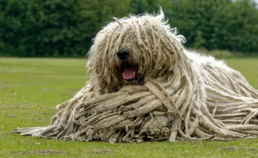 Komondor deitado na grama