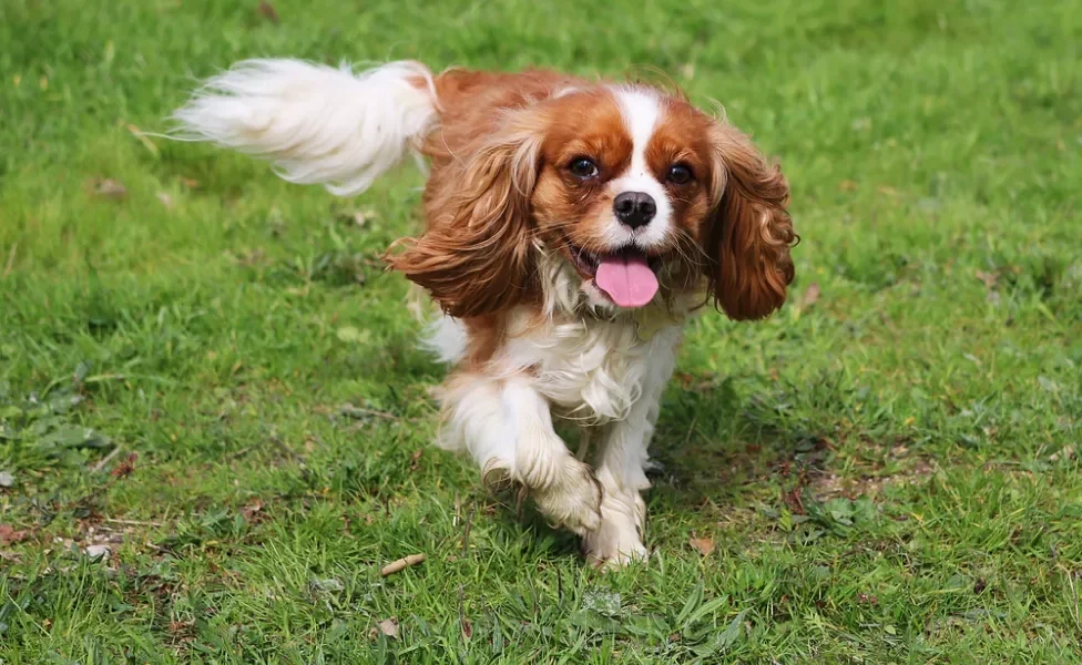 Cavalier King Charles Spaniel correndo ao ar livre