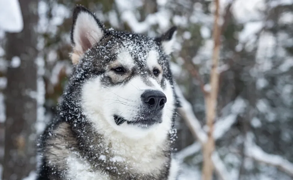 rosto do cachorro Malamute do Alasca na neve