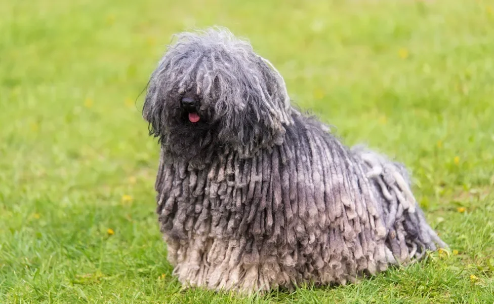 Cachorro Puli de pelagem prata sentado em cima de gramado