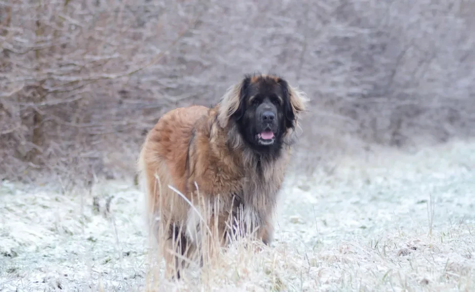 Leonberger em pé na neve