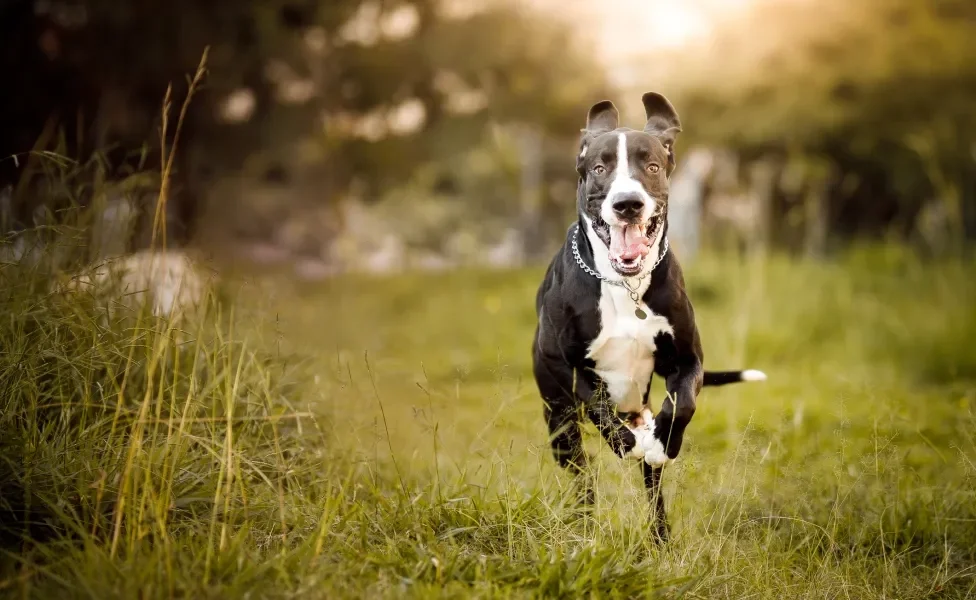 Dogue Alemão correndo ao ar livre