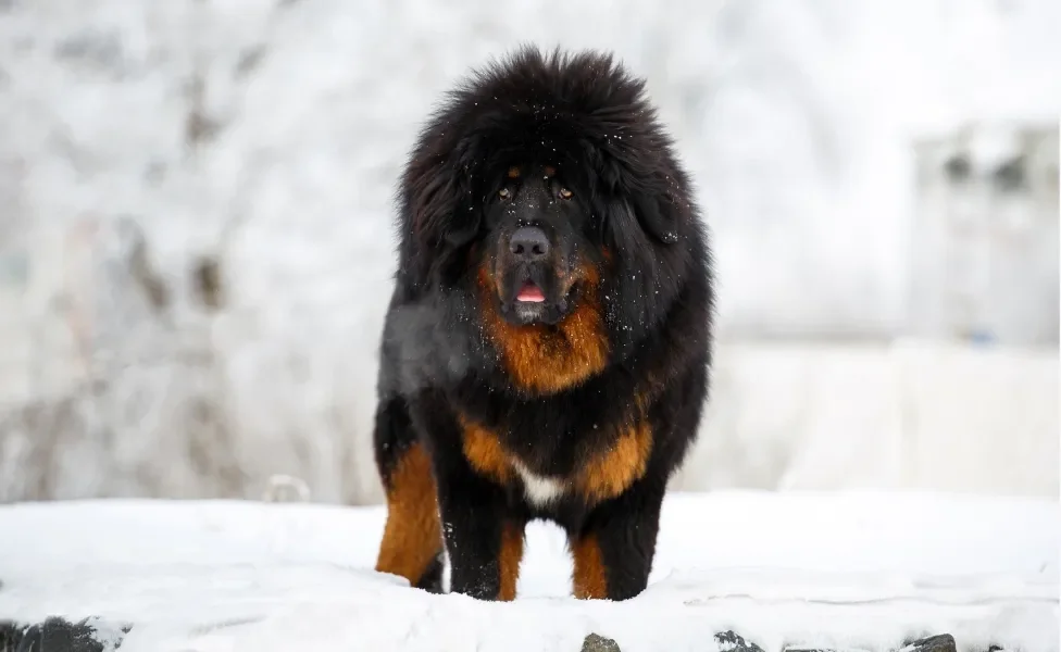 Mastim Tibetano preto com caramelo em pé na neve