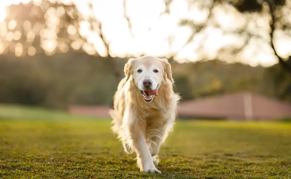 Golden Retriever em pé ao ar livre