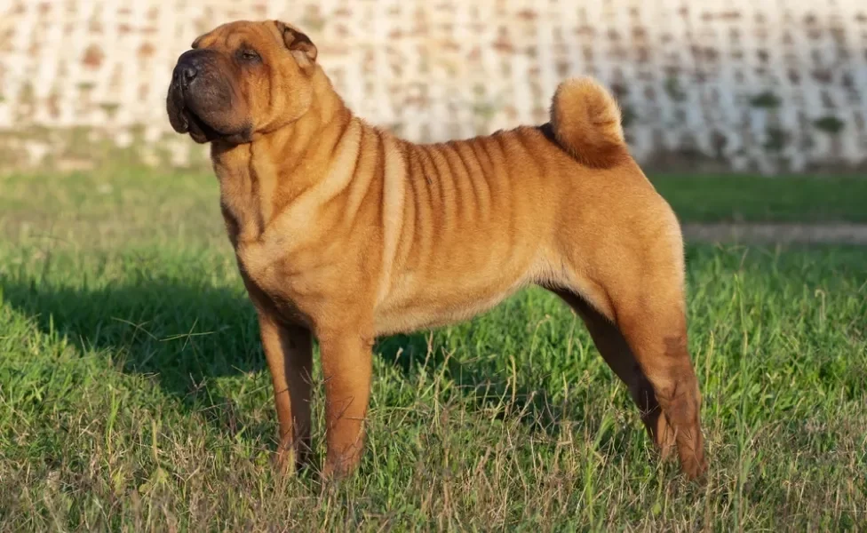 Shar Pei em pé ao ar livre