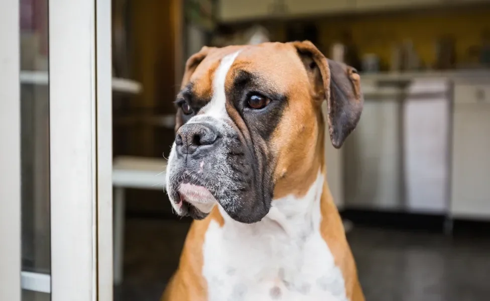 Rosto de Boxer sentado perto de casa