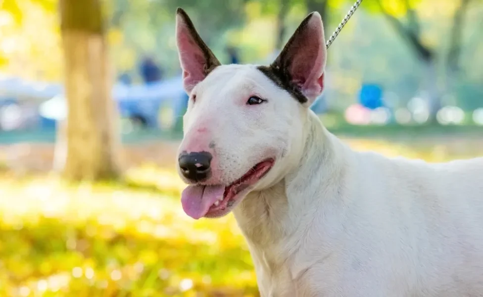 rosto de Bull Terrier ao ar livre