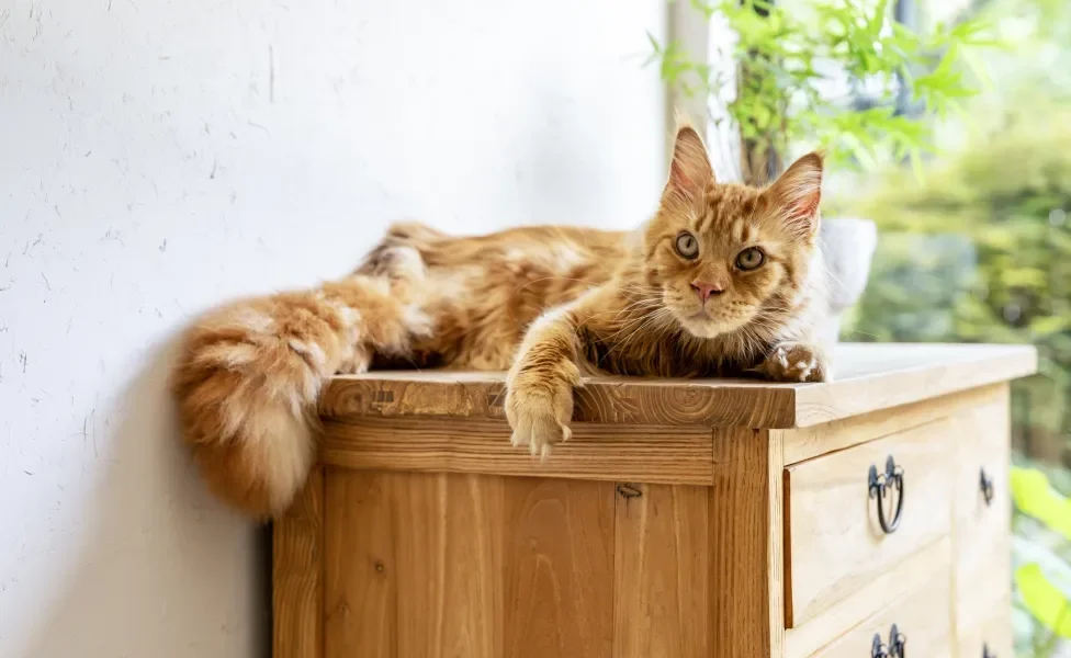 gato Maine Coon deitado em cima de cômoda