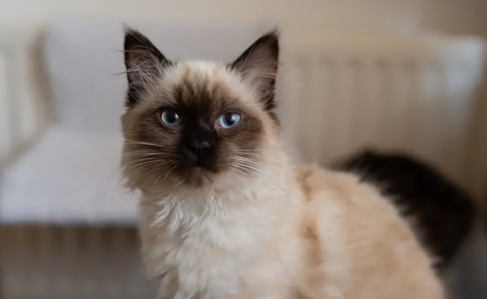 gato Birmanês olhando para a foto