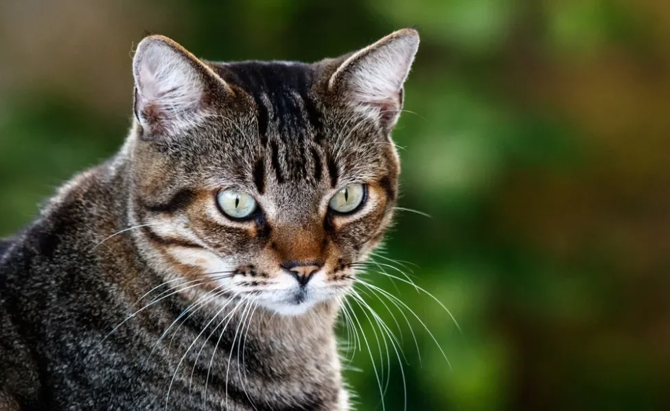 rosto de gato de Pelo Curto Brasileiro