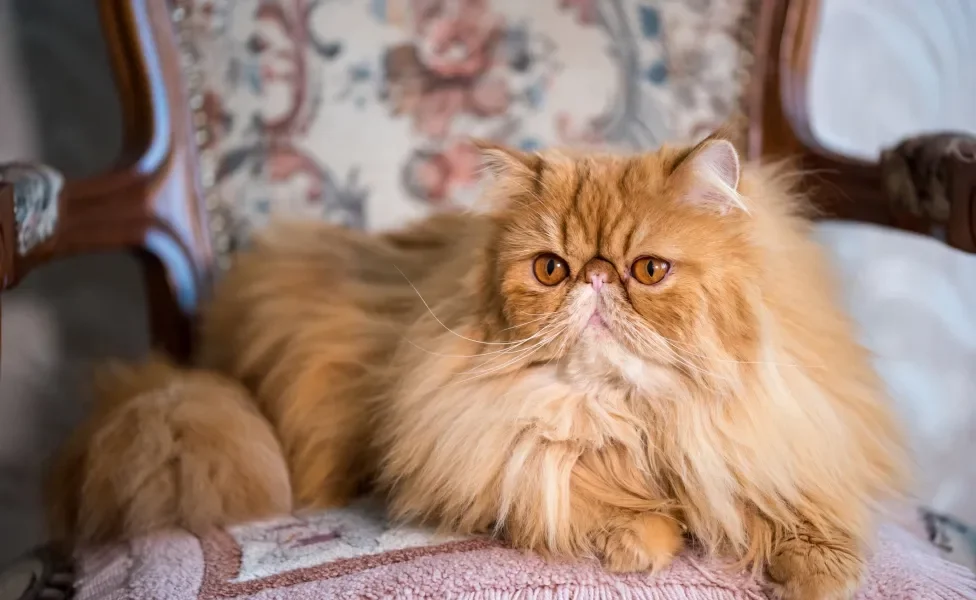 gato Persa sentado na cadeira