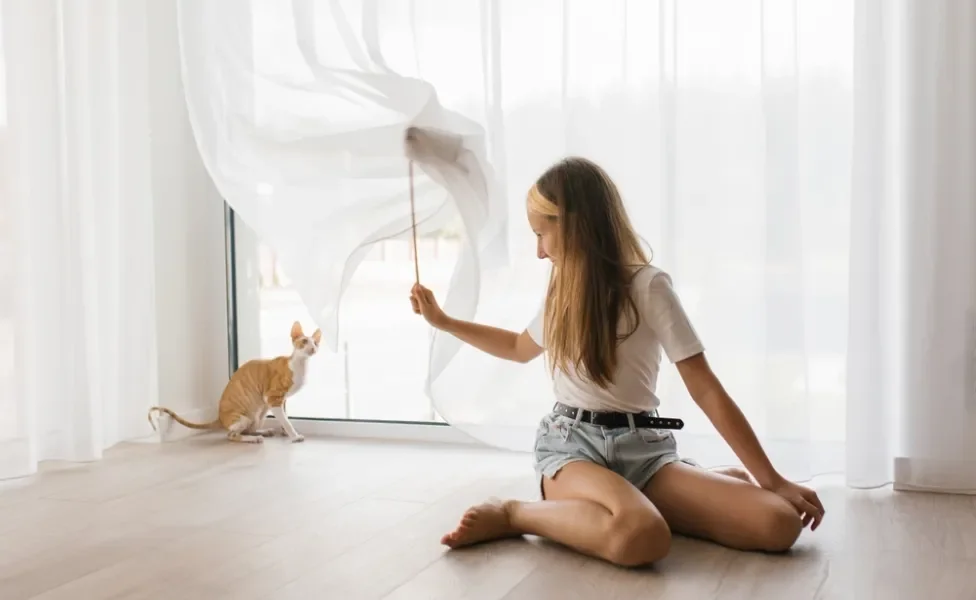 gato Cornish Rex brincando com tutora e varinha perto de uma cortina longa branca