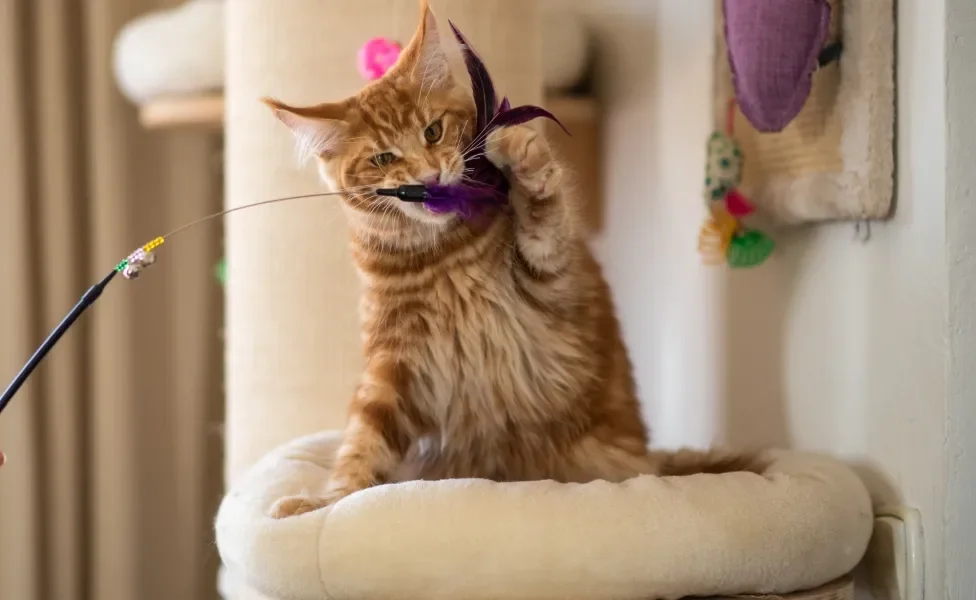 gato Maine Coon com uma varinha na boca