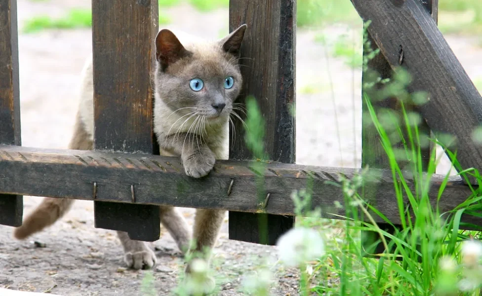 Gato Siamês tentando atravessar uma cerca de madeira