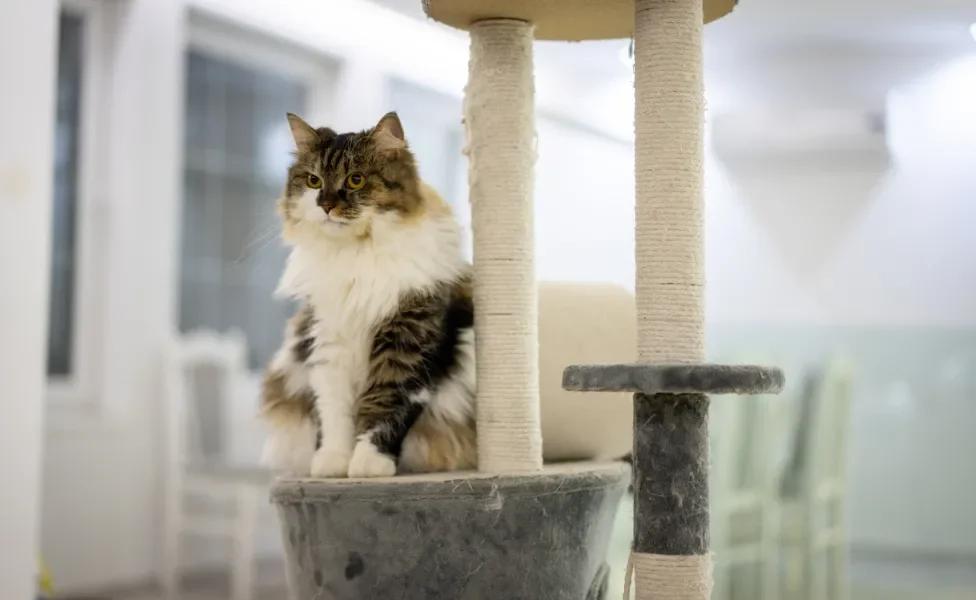 Gato Angorá sentado em cima de um arranhador para gatos