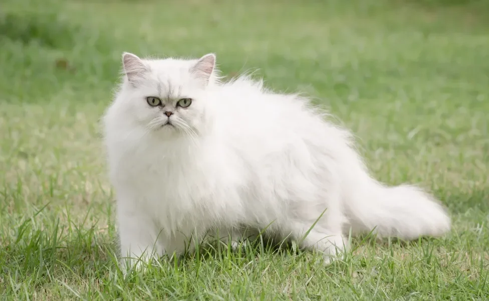 gato Persa branco em pé no meio de gramado