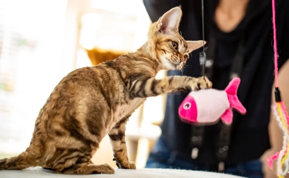 Devon Rex brincando com uma varinha para gatos com um peixe de brinquedo pendurado na extremidade