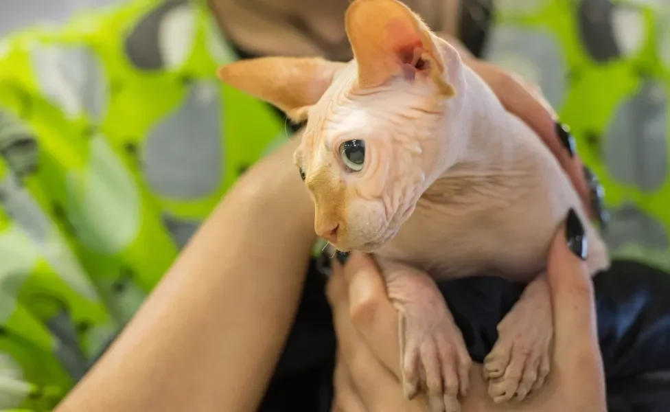 Gato Minskin no colo de humano 