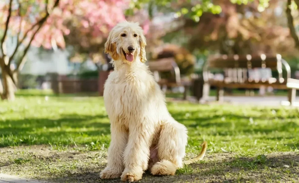 raças de cachorro afghan hound sentado no parque