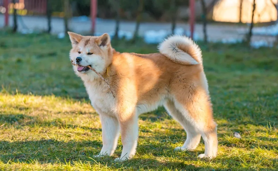 raças de cachorro akita andando ao ar livre