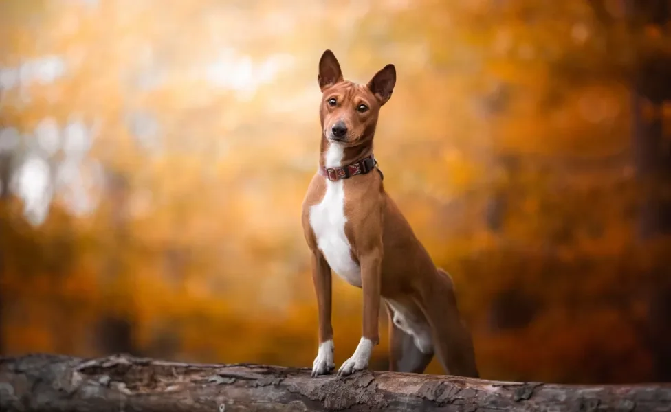 raças de cachorro basenji em cima de tronco