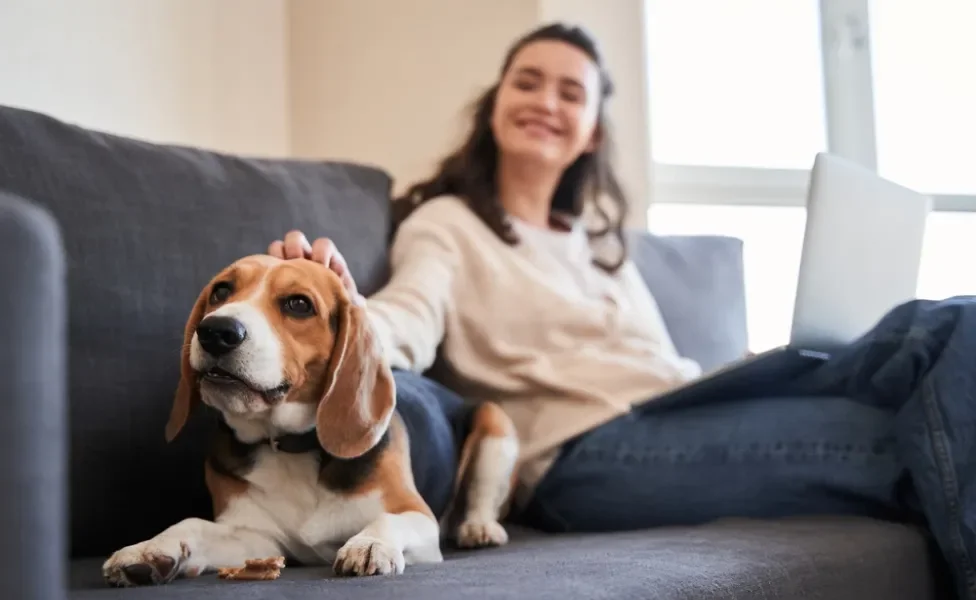 beagle deitado no sofá recebendo carinho de mulher