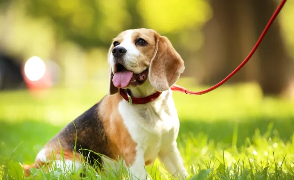 cachorro beagle sentado no gramado