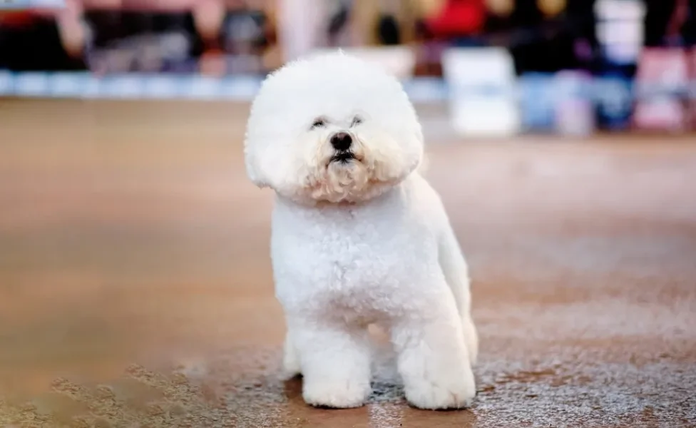 raças de cachorro bichon frisé em pé na rua