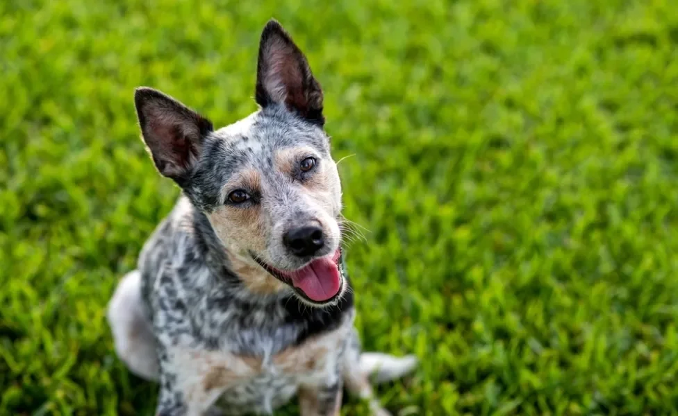 cachorro boiadeiro australiano com língua de fora