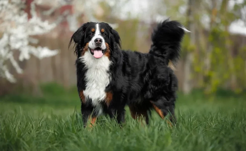 raças de cachorro boiadeiro de berna de pé em gramado