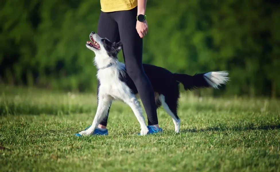 border collie feliz embaixo das pernas de tutora em parque