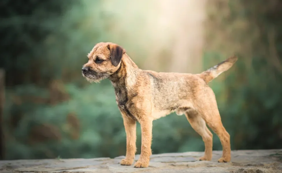 raças de cachorro border terrier andando ao ar livre