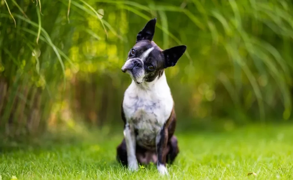 raças de cachorro boston terrier em um gramado sentado