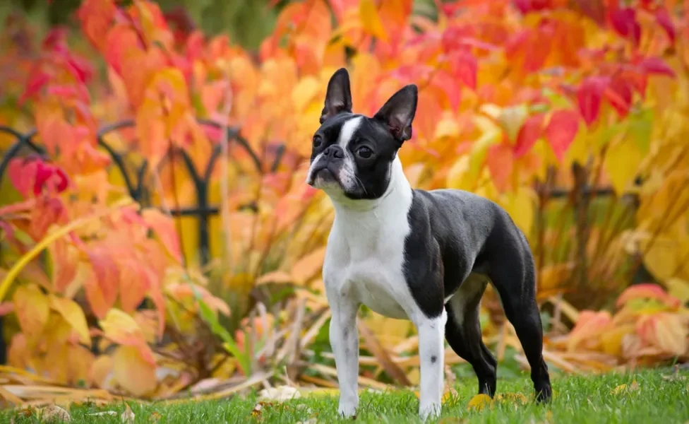 cachorro boston terrier em pé no gramado