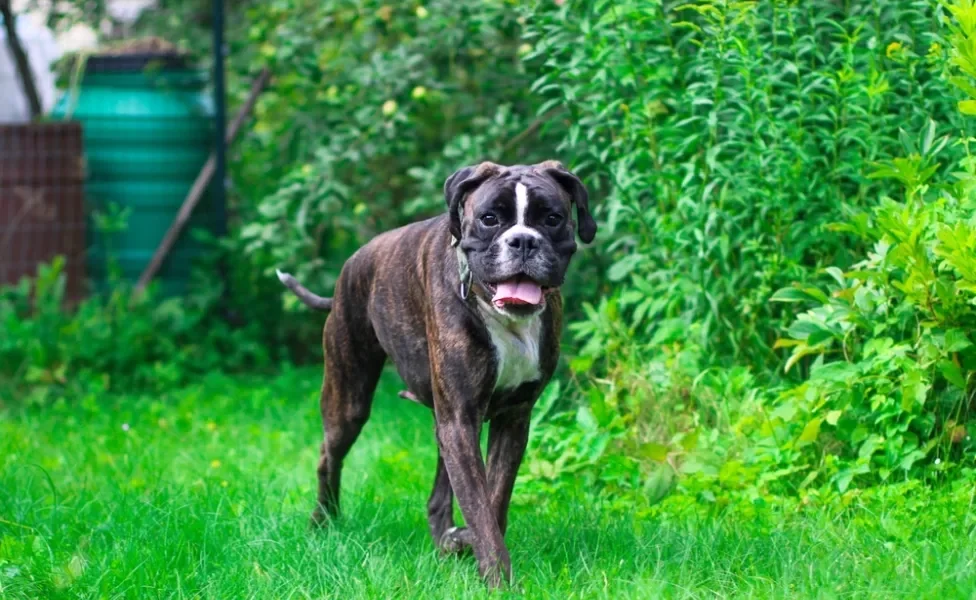 boxer andando na grama