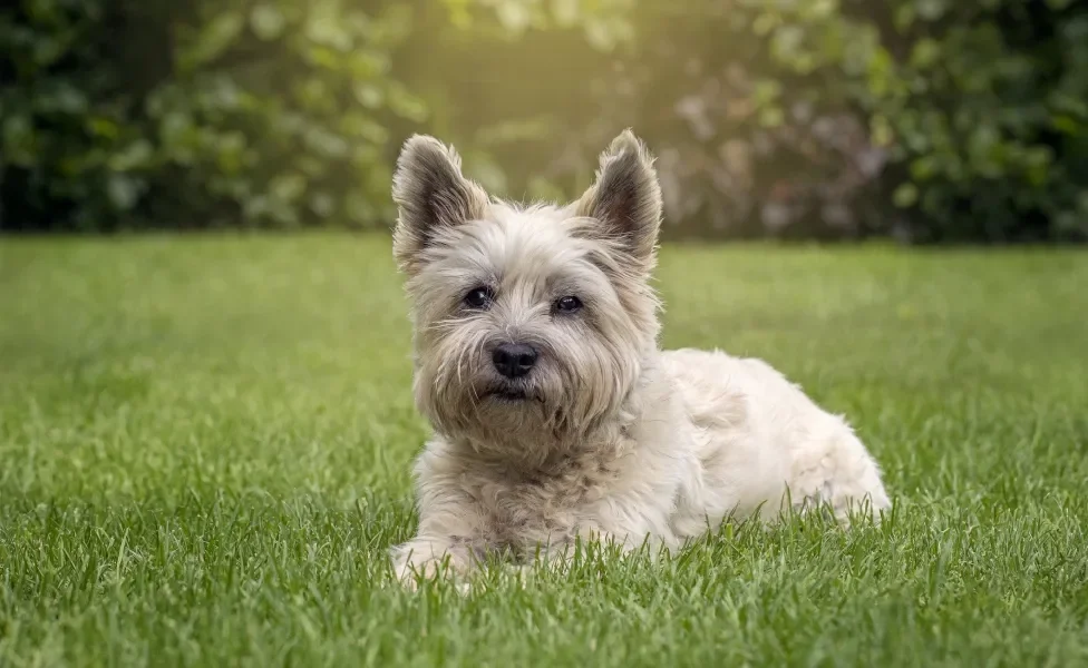 raças de cachorro cairn terrier deitado no gramado